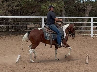 Super sweet registered horse!