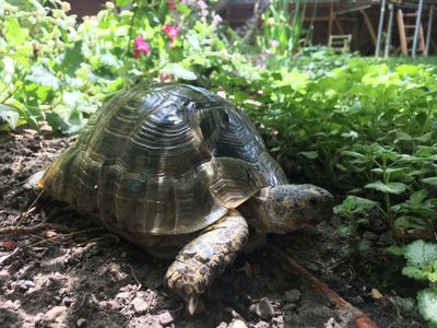 Lost Tortoise - Reward!