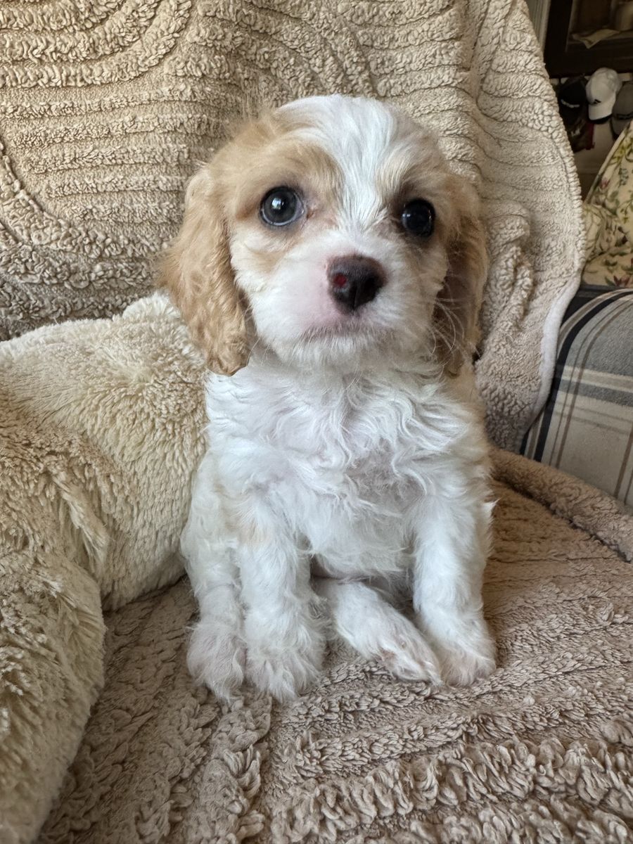 3 Precious male Cavapoo puppies available.