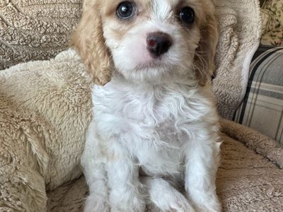 3 Precious male Cavapoo puppies available.