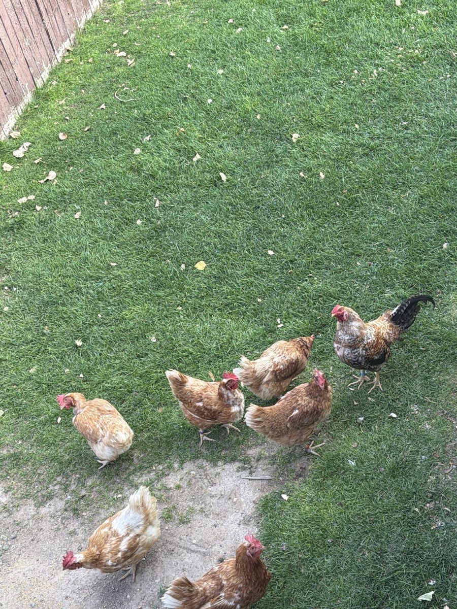 Chickens