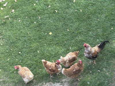 Chickens