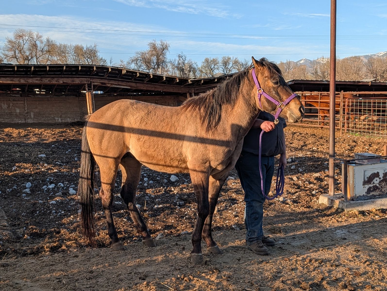 AQHA Registered 3 yr old stud horse