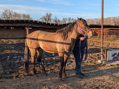 AQHA Registered 3 yr old stud horse
