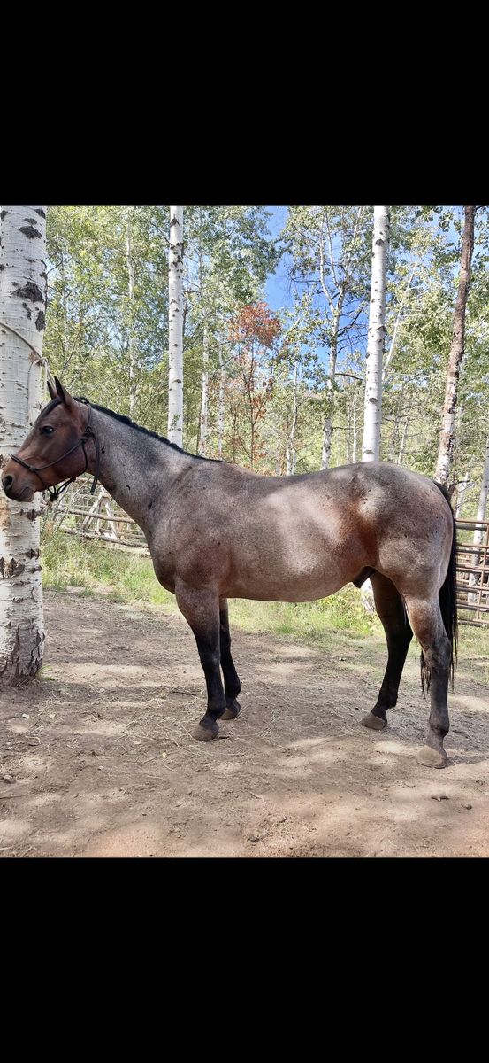 6 YRO RANCH GELDING