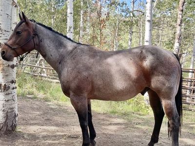 6 YRO RANCH GELDING