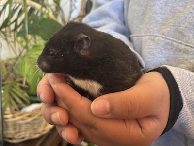 Short hair hamster