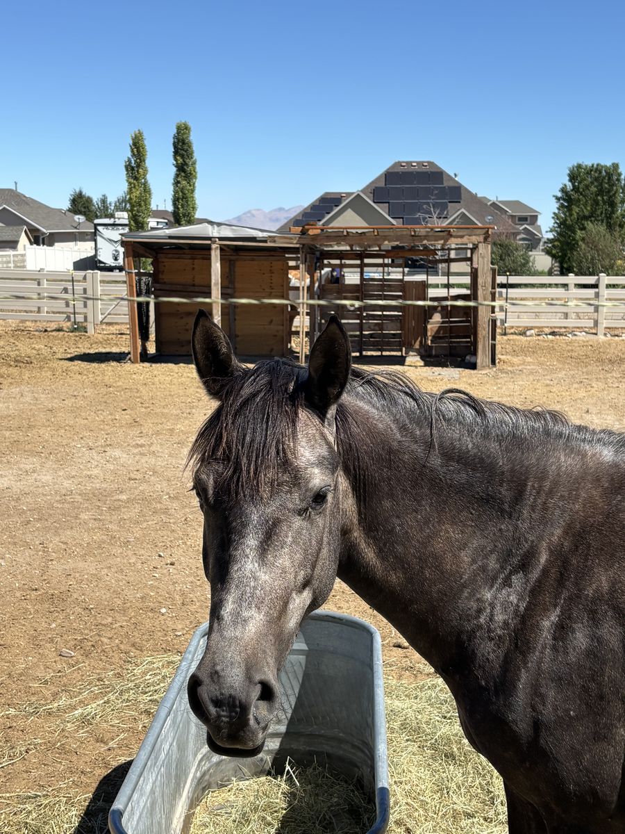 Grey mare