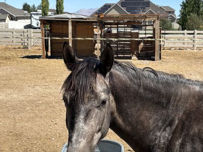 Grey mare