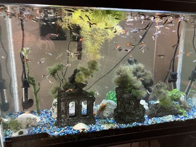 Colorful Guppies