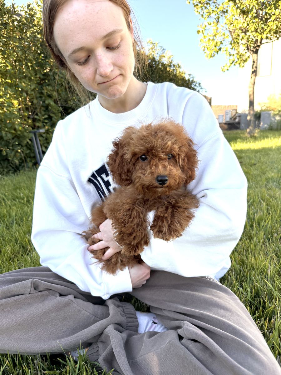 7.5lb female curly multigen micro goldendoodle - 6 months - ready now!
