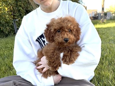 7.5lb female curly multigen micro goldendoodle - 6 months - ready now!