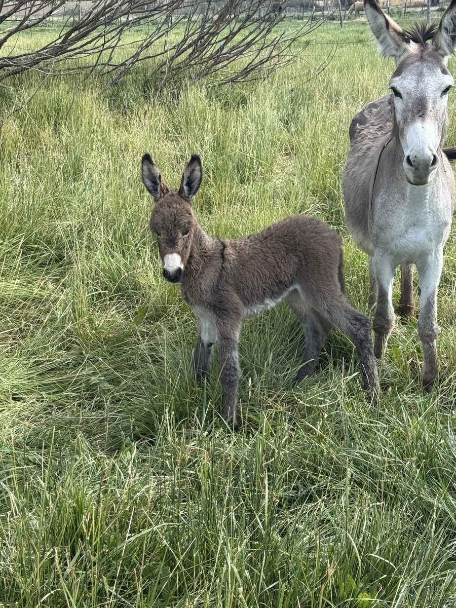 Jenny donkey baby trade for cow or heifer