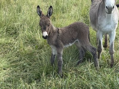 Jenny donkey baby trade for cow or heifer