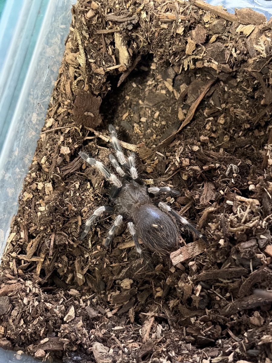 N. Chromatus (Brazilian Red and White)