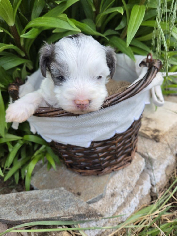 yorkiepoo puppies