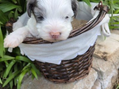 yorkiepoo puppies