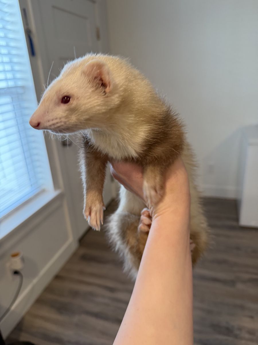 1.5 Year Old Male Albino Ferret