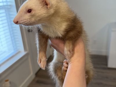 1.5 Year Old Male Albino Ferret