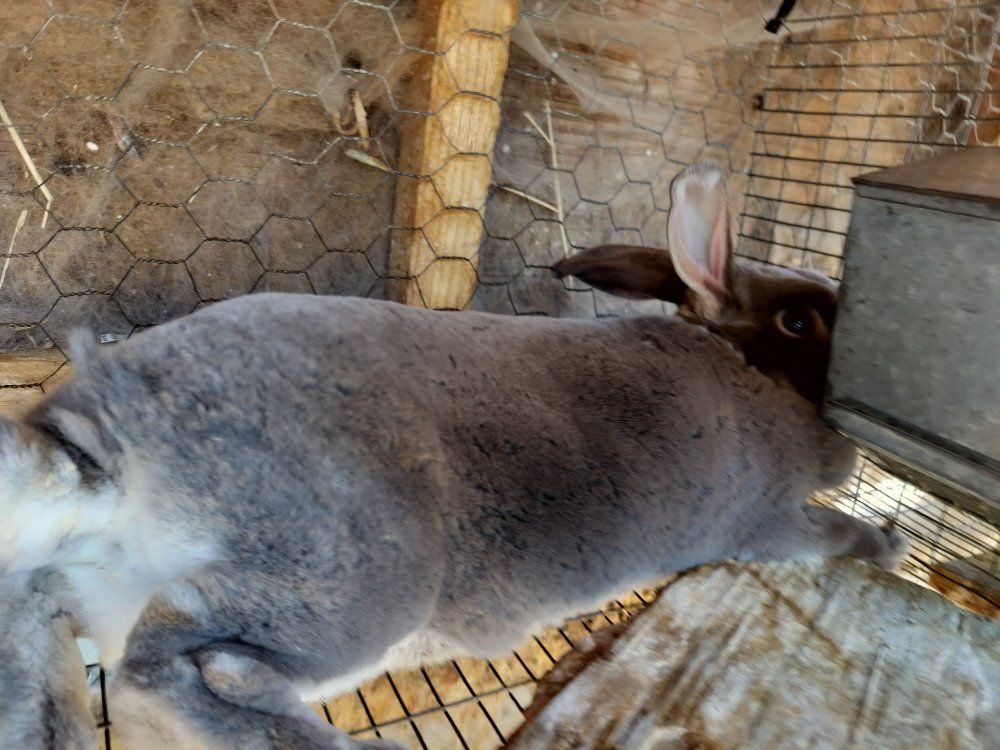 Rex Breed Rabbits - Various Colors & Ages Available