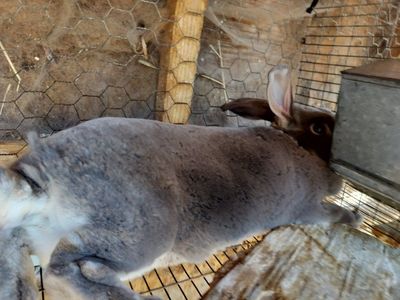 Rex Breed Rabbits - Various Colors & Ages Available