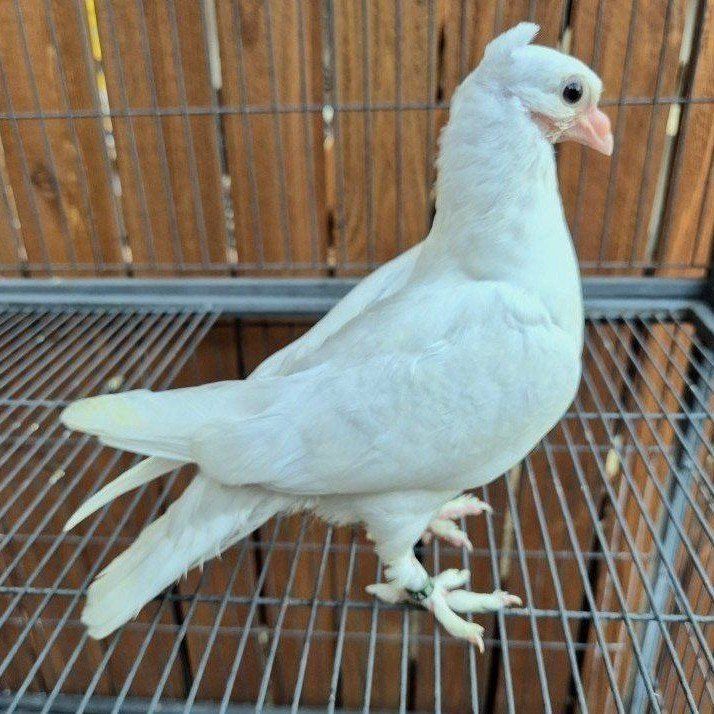 Hand-reared Fancy Juvenile Pigeons