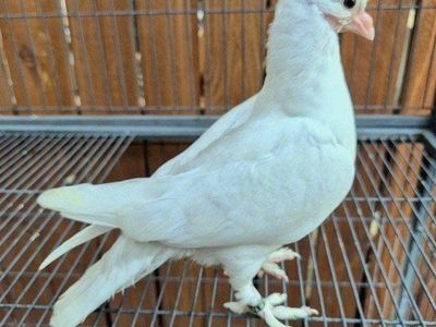 Hand-reared Fancy Juvenile Pigeons