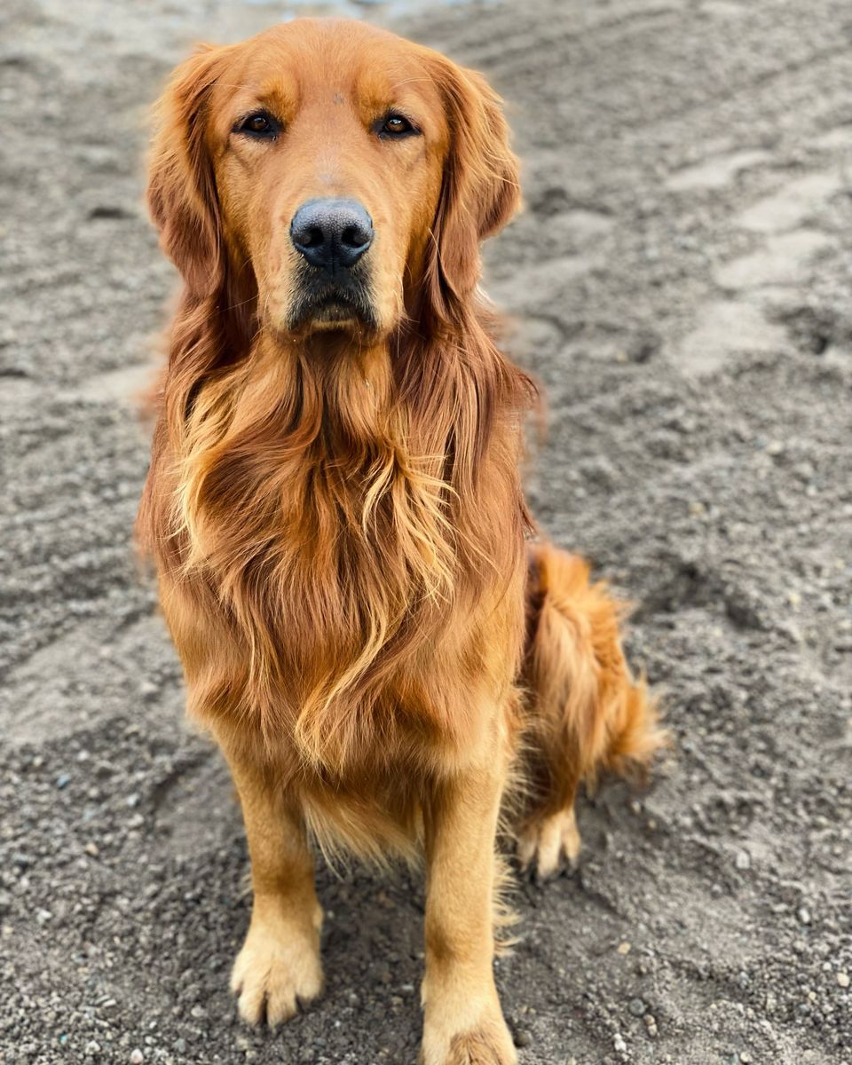 Proven AKC registered Golden Retriever stud