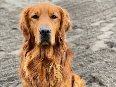 Proven AKC registered Golden Retriever stud
