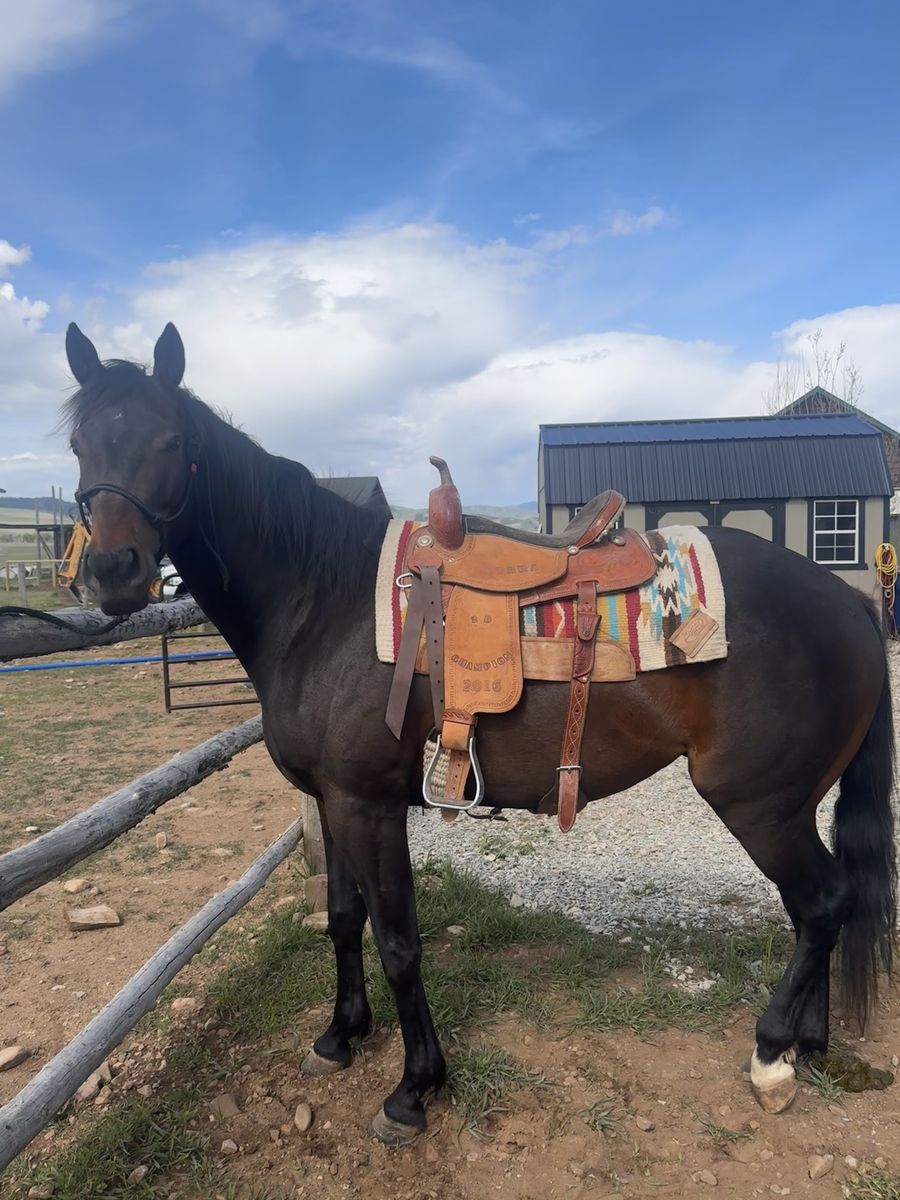 For Sale: 5YO Grade Gelding “Joe”