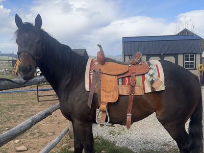 For Sale: 5YO Grade Gelding “Joe”