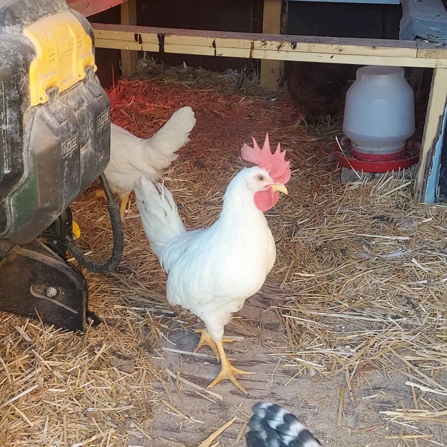FREE Rooster