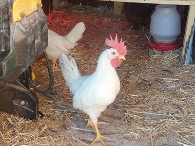 FREE Rooster