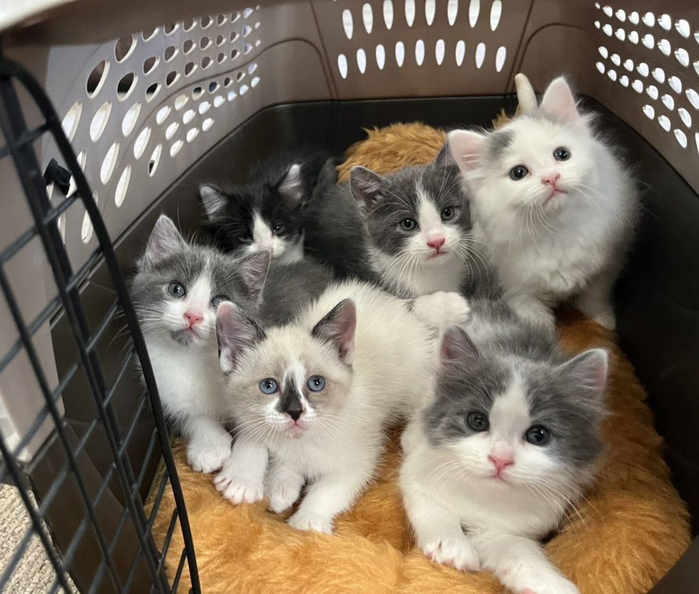 6 Darling Kittens!! 7wks, Ready Soon!