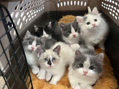 6 Darling Kittens!! 7wks, Ready Soon!