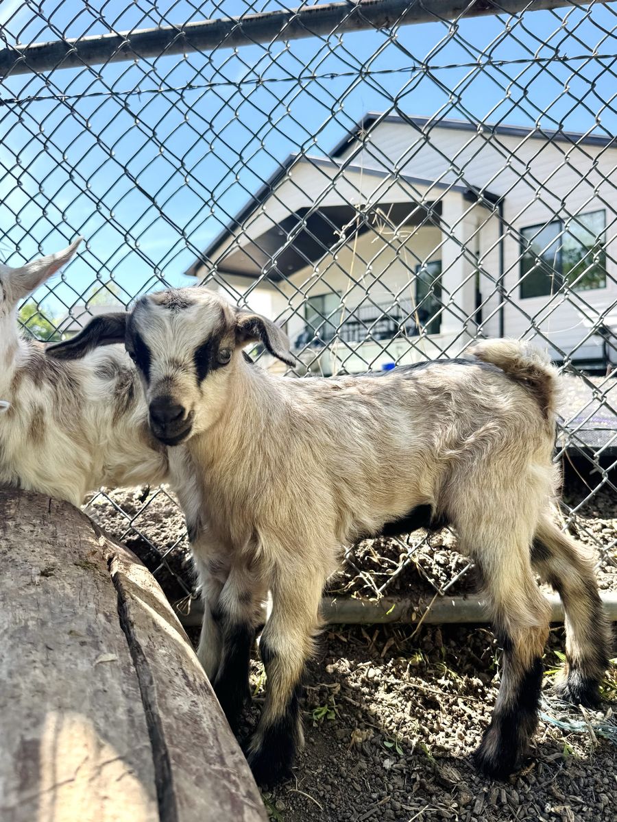 Fainting Buck Goat Available – Dun| Maple Creek Farm