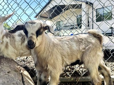 Fainting Buck Goat Available – Dun| Maple Creek Farm