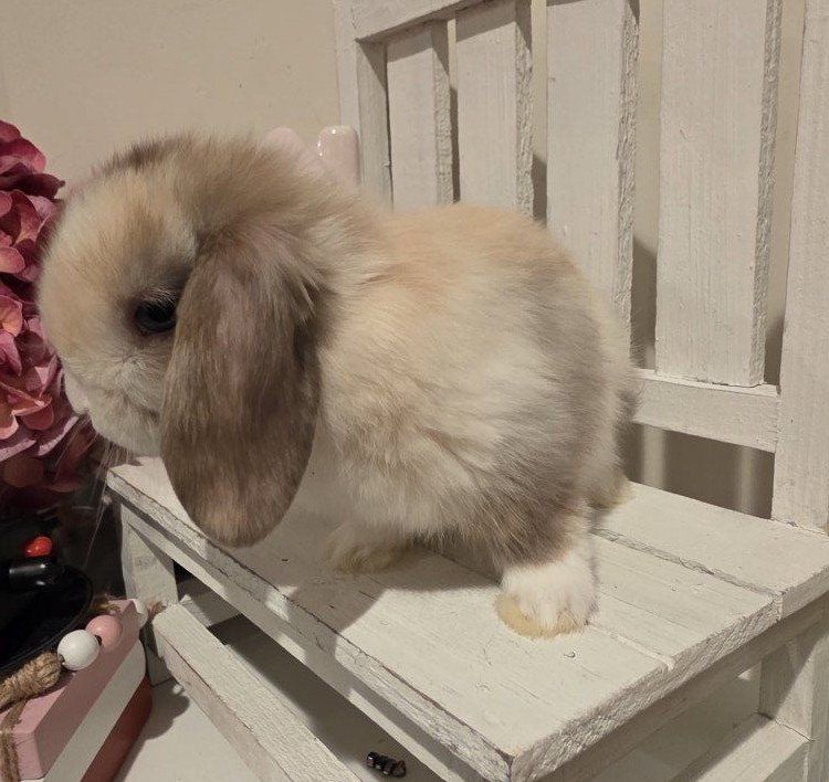 Pedigreed Holland Lop bunnies