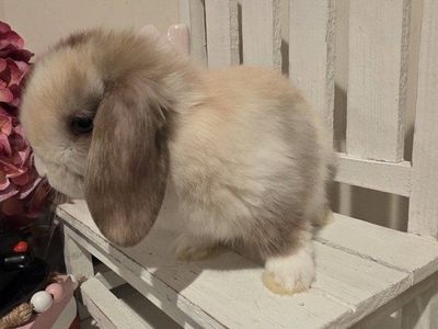 Pedigreed Holland Lop bunnies