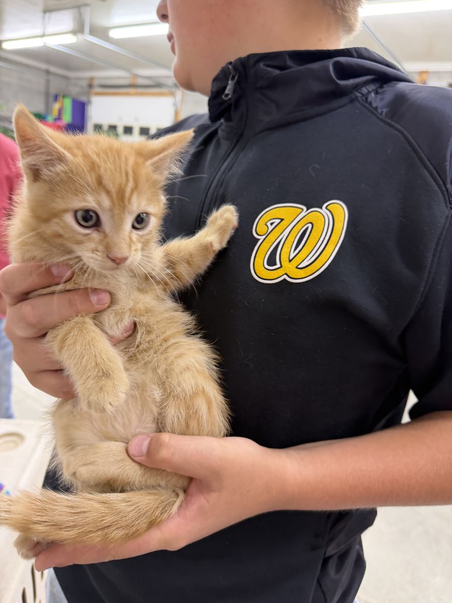 Free Kittens