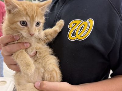 Free Kittens