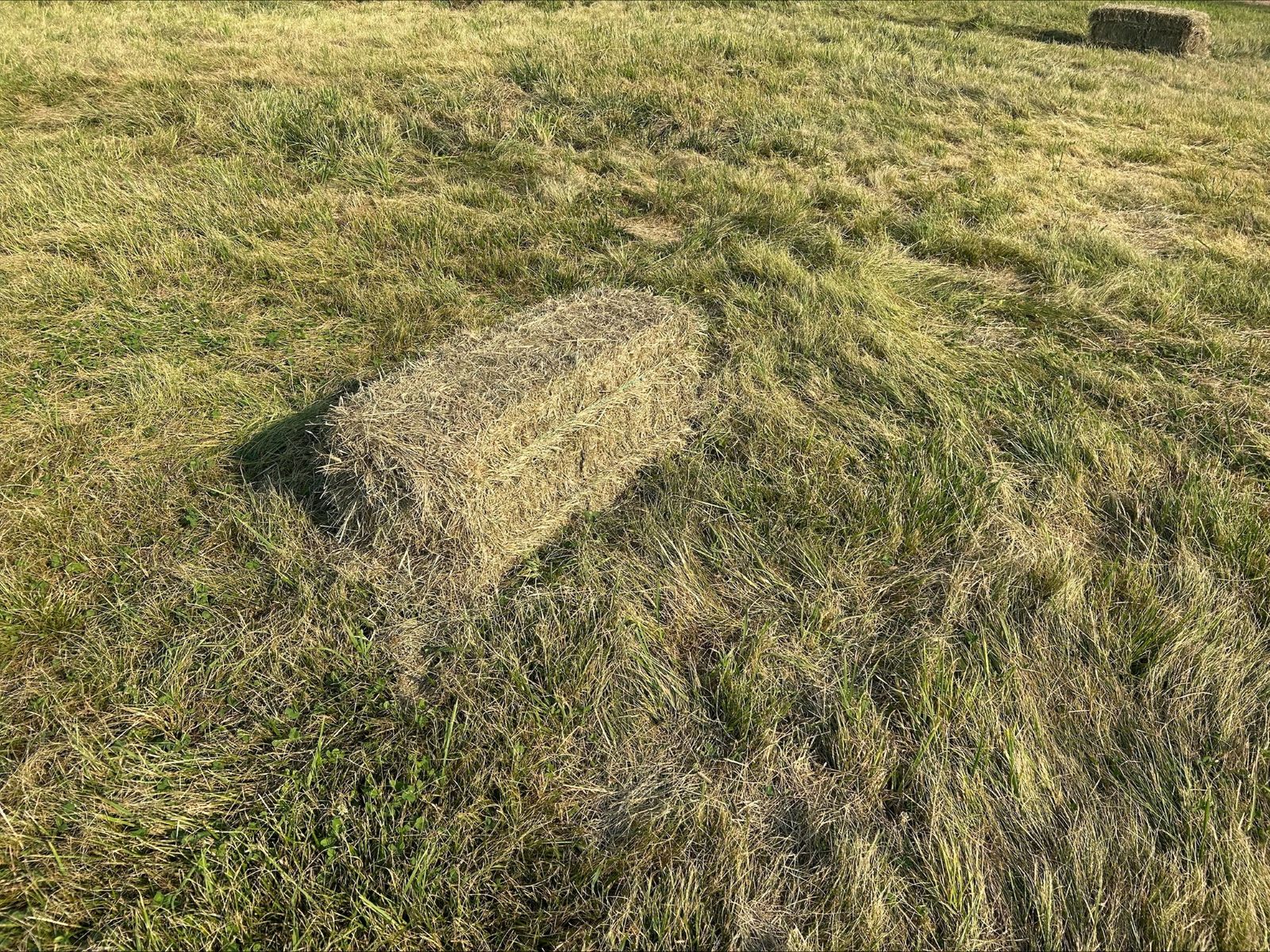 Grass Hay