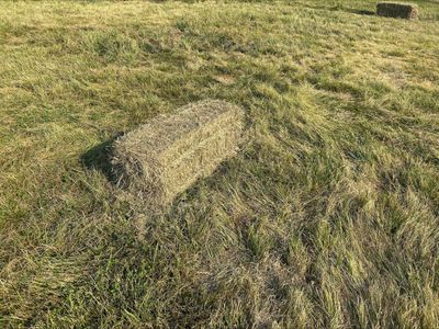 Grass Hay