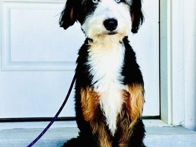 Bernedoodle
