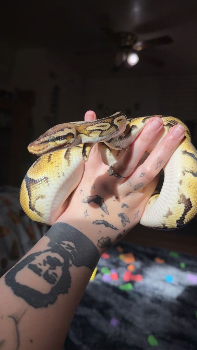 Female Ball Python