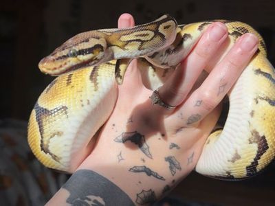 Female Ball Python