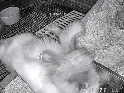 Pedigreed English Angora doe - proven mother