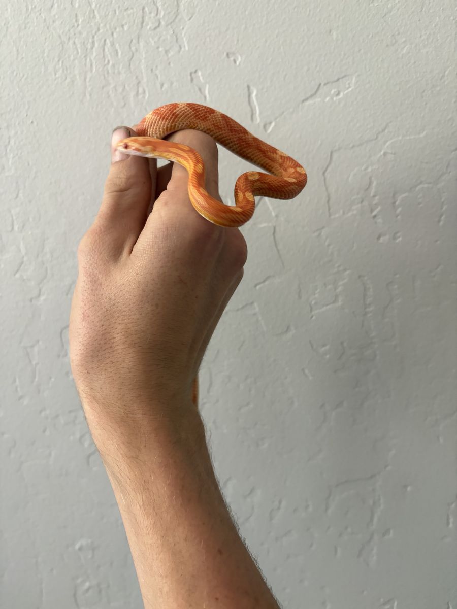 Corn snake and set up