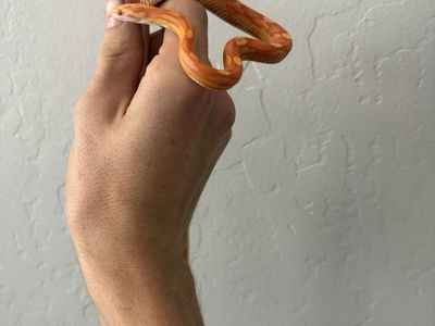 Corn snake and set up