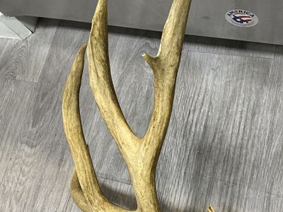 Big Mule Deer Antler Single Deep Forks!!